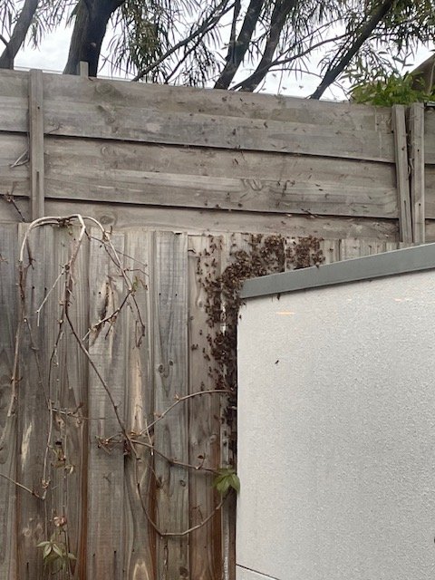 Swarm photo